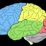 Scientists Discovered How Brain Records Time and Place