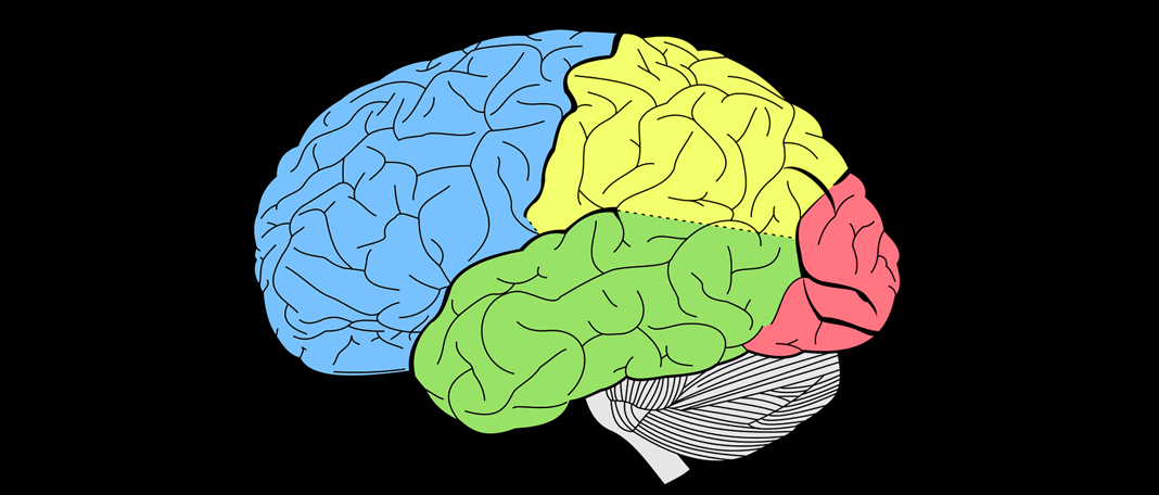 Scientists Discovered How Brain Records Time and Place