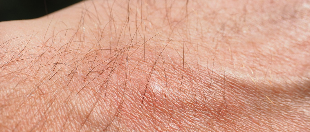 Is Spider’s Bite Harmful to Humans?