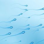 Research Shows Mice’s Sperm Poison Their Rivals to Win the Race!