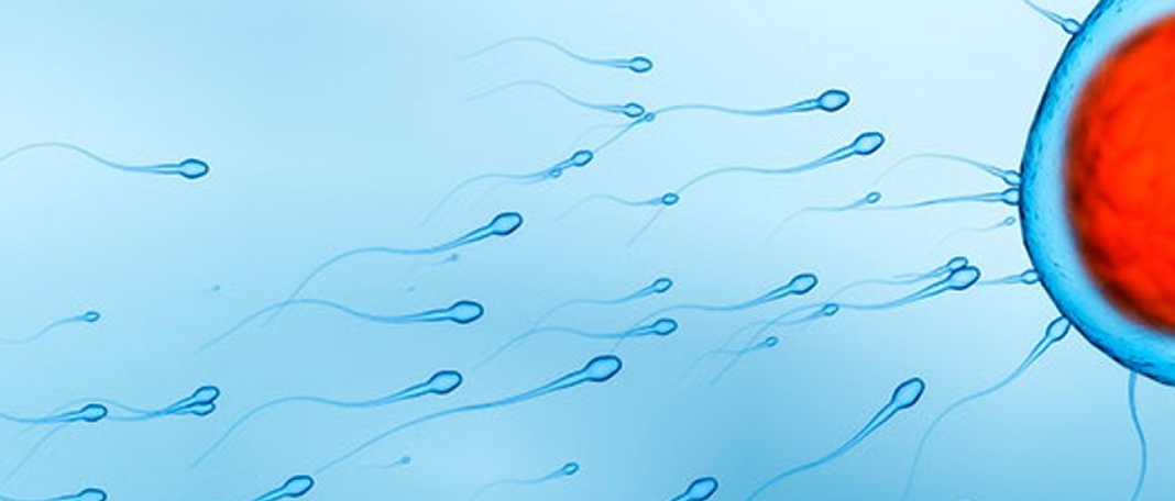Research Shows Mice’s Sperm Poison Their Rivals to Win the Race!