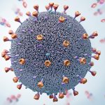 Antibodies Are Produced for Months Post-COVID Infection!