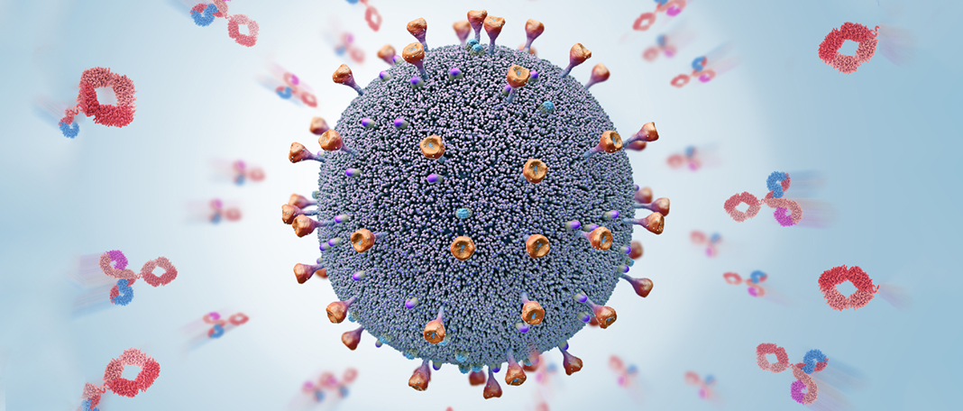 Antibodies Are Produced for Months Post-COVID Infection!