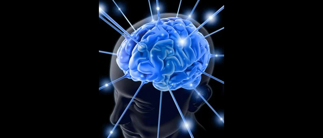 New Study Explains How Humans Grow Bigger Brains