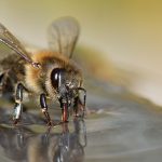 Trained Bees in the Netherlands Can Detect COVID Patients!