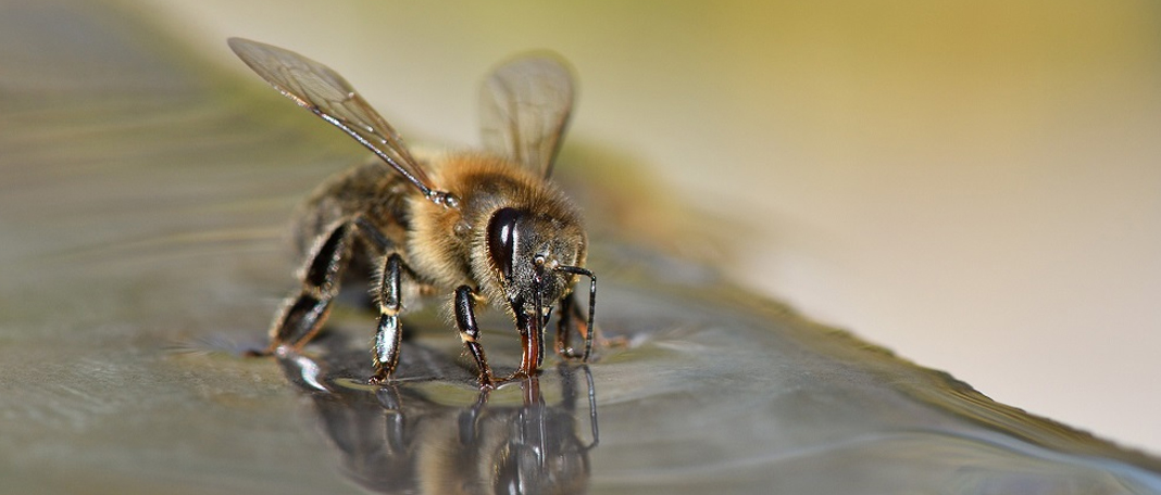 Trained Bees in the Netherlands Can Detect COVID Patients!