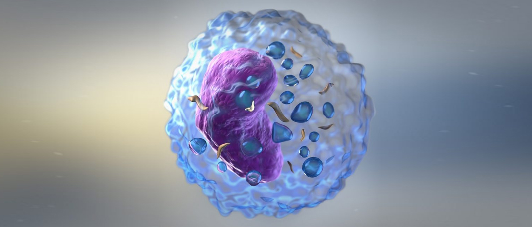 What Is the Role of NK Cells in the Immune System?