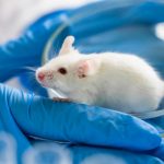 Boosting Gene on Mice Alleviates Aging and Extends Lifespan