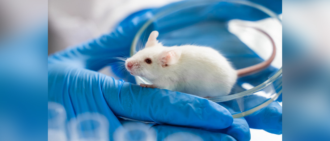Boosting Gene on Mice Alleviates Aging and Extends Lifespan