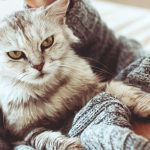 Woman Suffers from Cowpox Infection after Petting Her Cat
