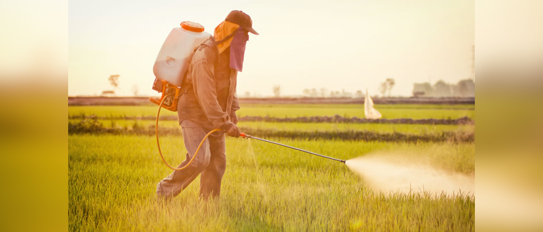 No Evidence Proves Glyphosate as Carcinogenic