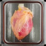 Scientists Created a Miniature Human Heart in the Lab Using Stem Cells!