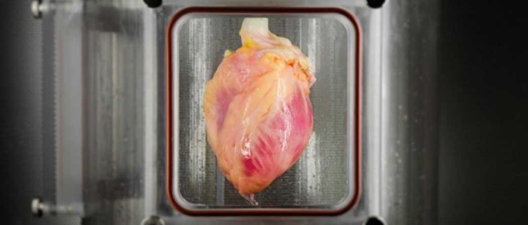 Scientists Created a Miniature Human Heart in the Lab Using Stem Cells!