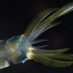 Giant Squid’s Nerve Help to Unlock the Mysteries of the Brain
