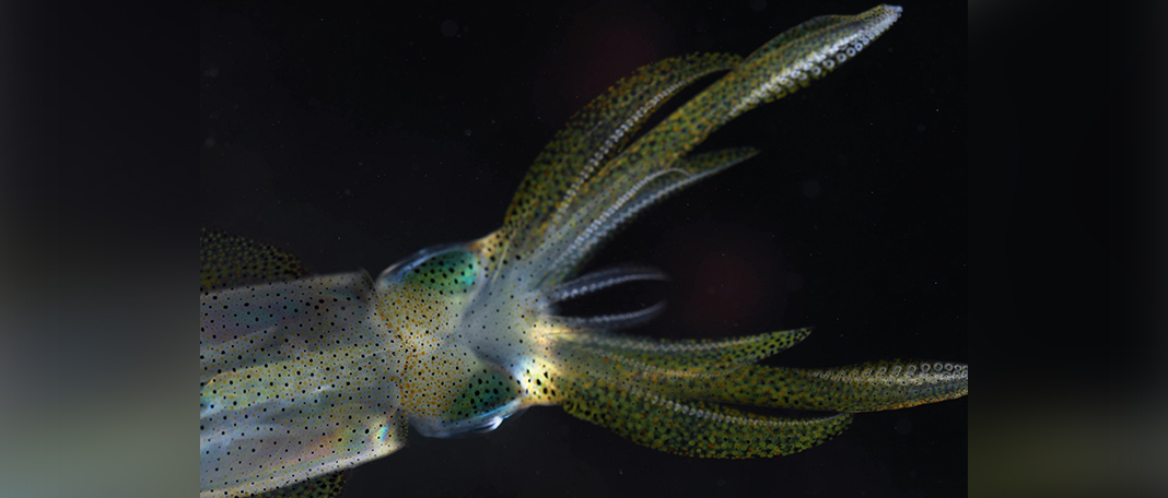 Giant Squid’s Nerve Help to Unlock the Mysteries of the Brain