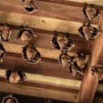 Rabies in Bats: Why Is It Spreading in the U.S.?