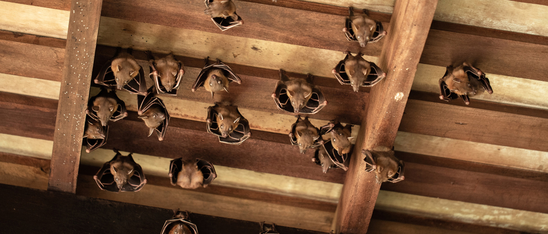 Rabies in Bats: Why Is It Spreading in the U.S.?