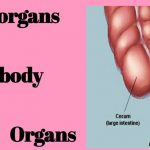 Vestigial Anomalies of Human Body| Useless Body Organs