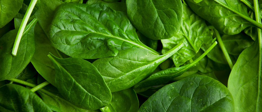 Spinach and Cancer: The Anticancer Effects You Never Heard Before