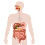 The Science Behind the Human Digestive System
