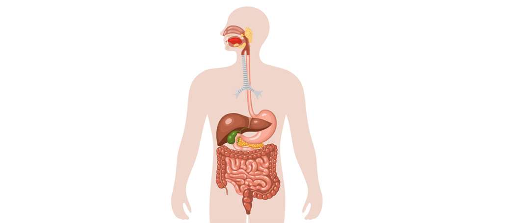 The Science Behind the Human Digestive System