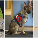Can dogs help with diseases?