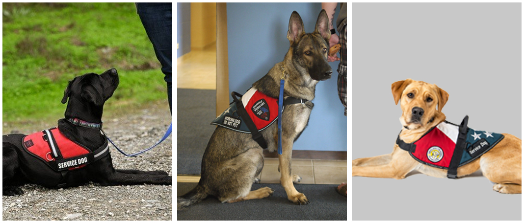Can dogs help with diseases?