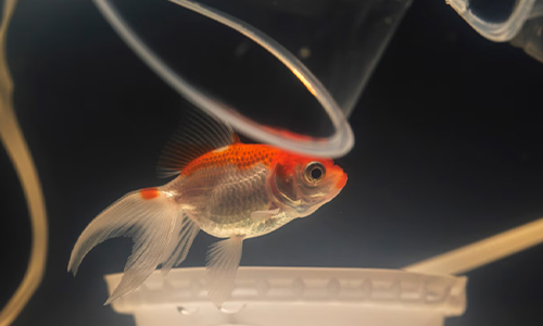 Pet fish swimming peacefully in a tank, offering stress relief and easy care.