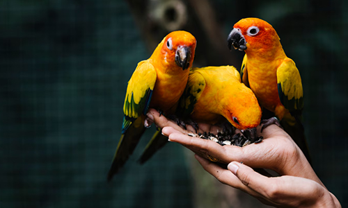 Colorful birds eating from hands, showing they’re smart, friendly, and make great pets.