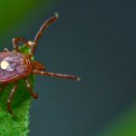 Everything you Need to Know About Alpha-Gal Syndrome