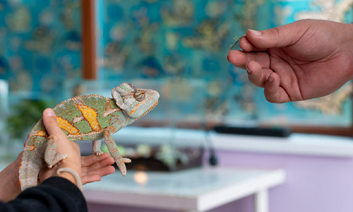 Person petting a Camelon.