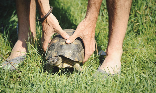 Person gently petting a turtle, representing the calming and mindful connection with exotic pets like reptiles.