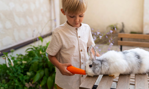 Young boy feeding a pet rabbit.