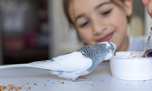 Young girl playing with a budgie.