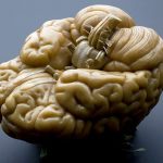 Parts of the Brain