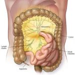 What is mesentery?