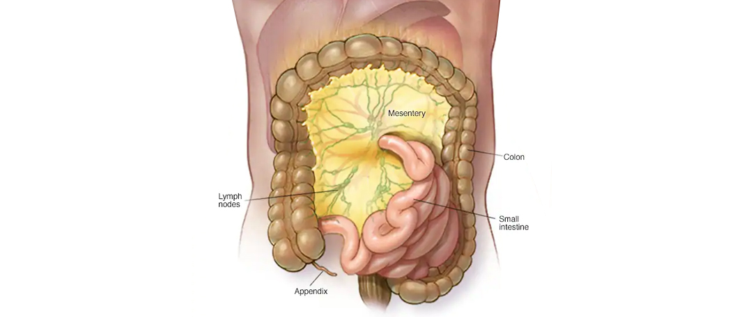 What is mesentery?