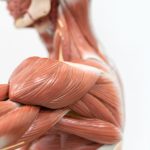 All You Need To Know About Soft Tissues