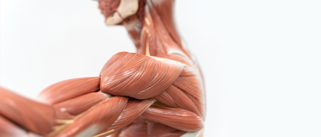 All You Need To Know About Soft Tissues