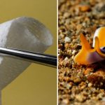 Flatworm-inspired adhesive stops blood loss