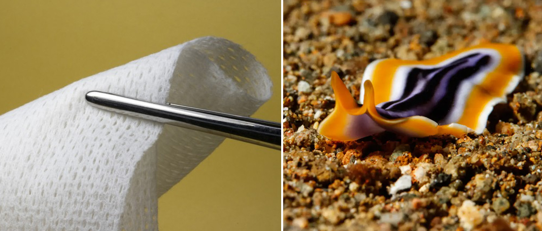 Flatworm-inspired adhesive stops blood loss