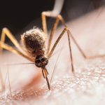 What Makes You a Mosquito Magnet