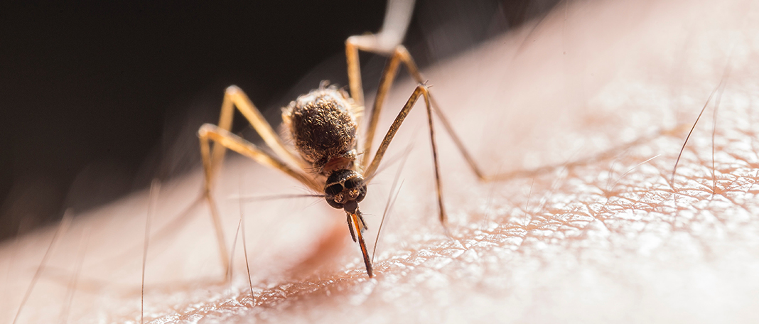 What Makes You a Mosquito Magnet
