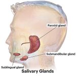 Everything You Need To Know About Salivary Gland and Its Disorders