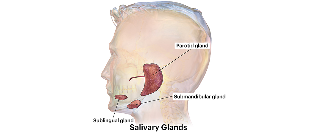 Everything You Need To Know About Salivary Gland and Its Disorders