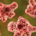 Need to Know About Brain-Eating Amoeba