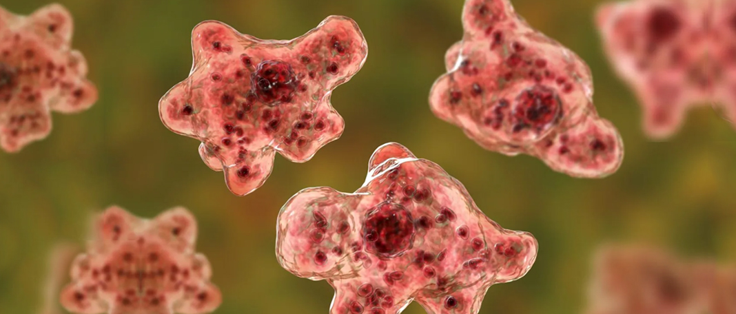Need to Know About Brain-Eating Amoeba