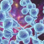 Know about the Deadly Candida Auris?