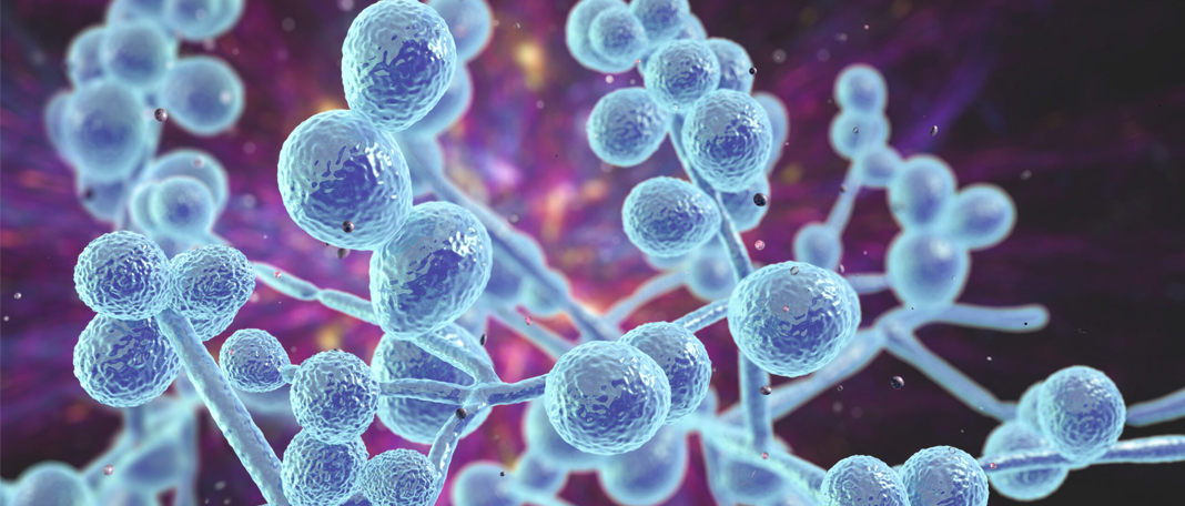 Know about the Deadly Candida Auris?