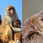 Expert Advice on How to Handle Research Monkey Shortage?